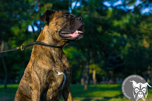 Round leather Boxer choke collar 