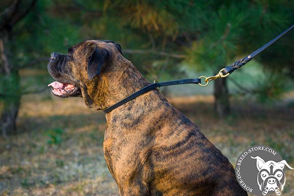 Boxer choke collar with reliable hardware for walking