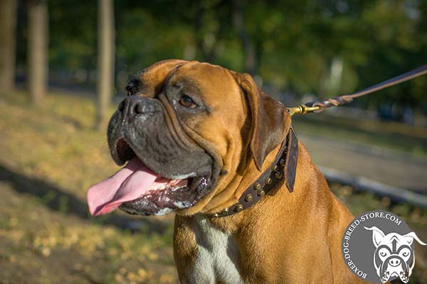 Leather decorated collar for Boxer