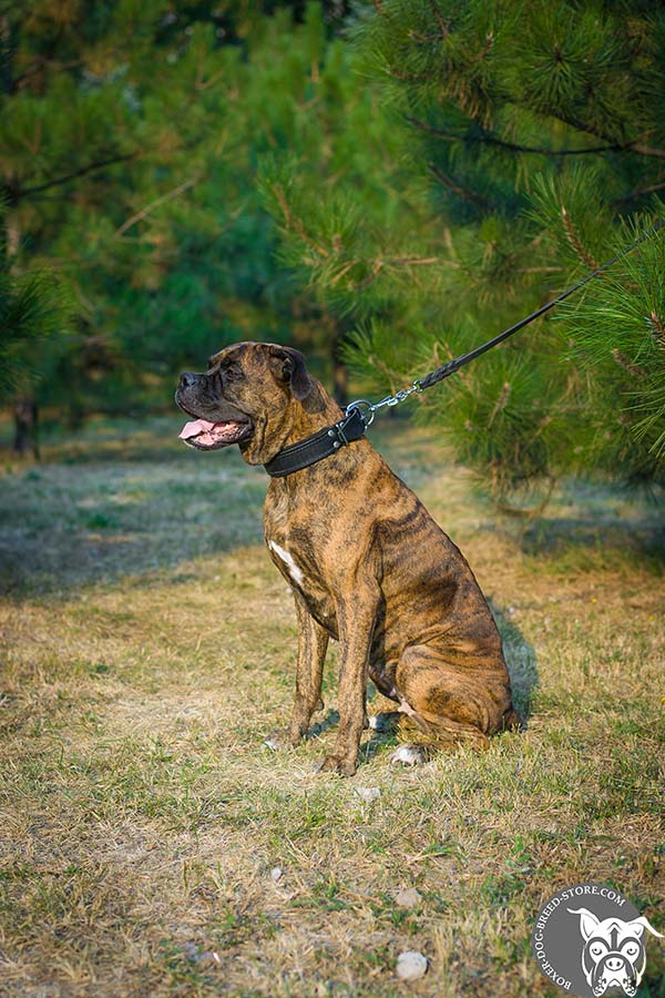 Dependable Boxer collar for agitation training