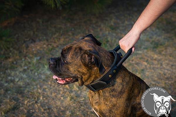 Boxer collar for agitation training