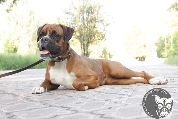 Leather Boxer collar comfortable to wear