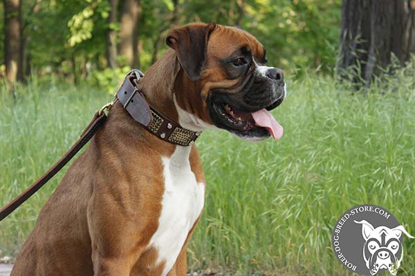 Easy in handling Boxer collar