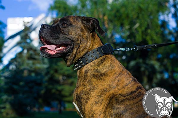 Leather Boxer collar of elegant design