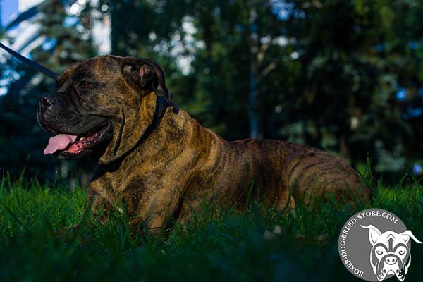 Superior genuine leather Boxer collar