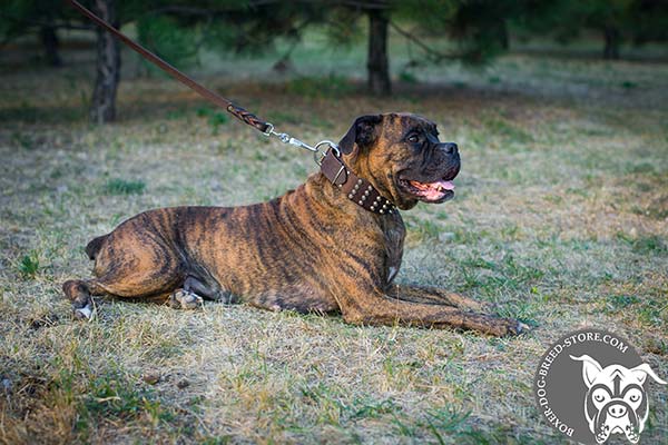 Boxer collar made of genuine leather