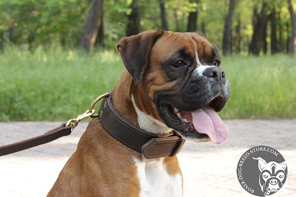 Agitation training leather Boxer collar