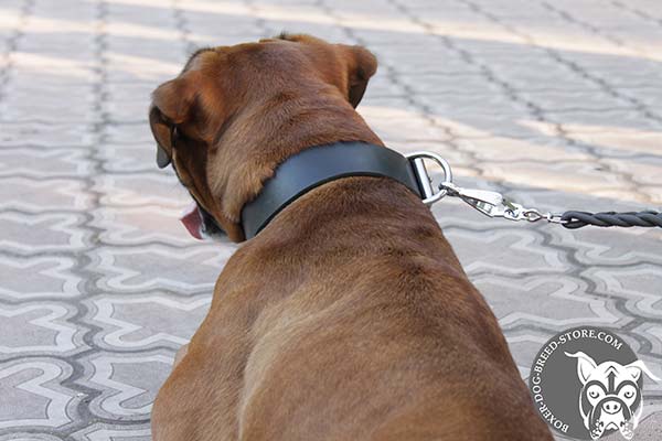 Classic leather collar for Boxer