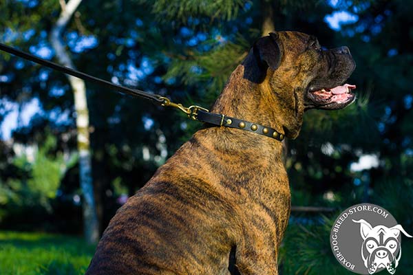 Adorned genuine leather collar for Boxer