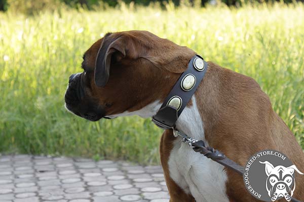 Walking leather Boxer collar