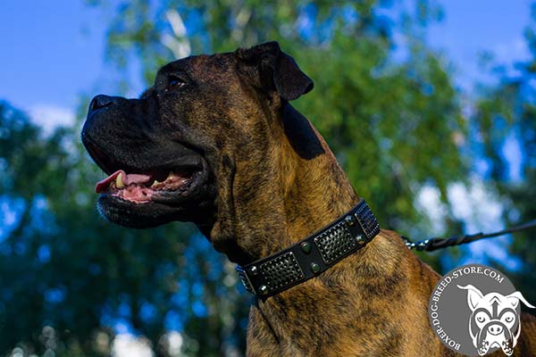 Superior Boxer collar with nickel plated decorations