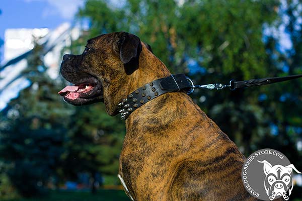 Extraordinary Boxer collar with nickel plated spikes