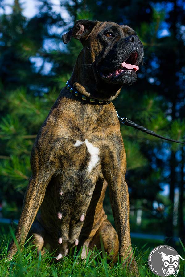 Leather Boxer collar with nickel plated studs