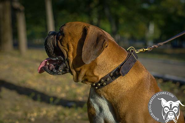 Adjustable perfect fit Boxer collar