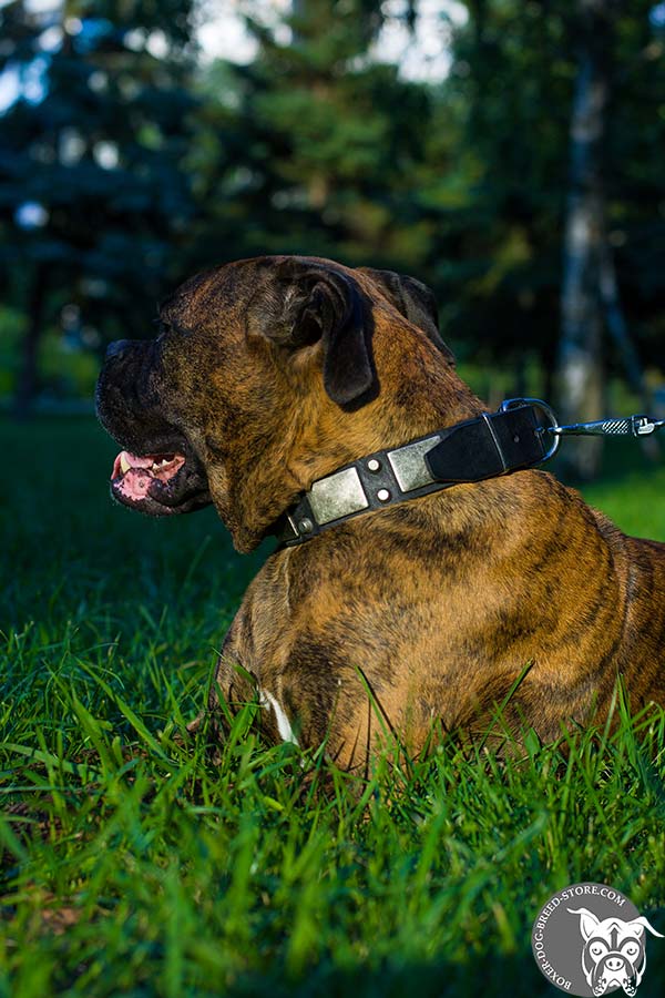 Deluxe Boxer collar with plates and pyramids