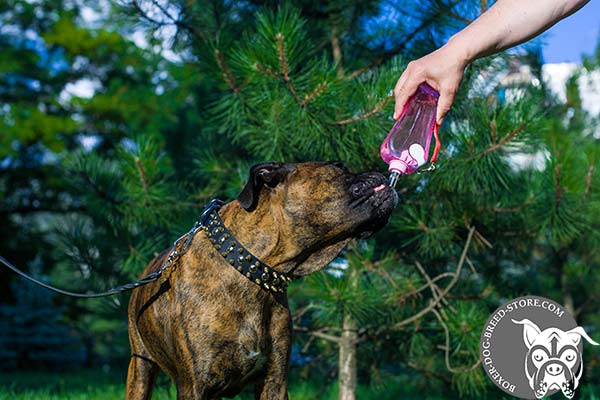 Leather Boxer collar for pleasant walks