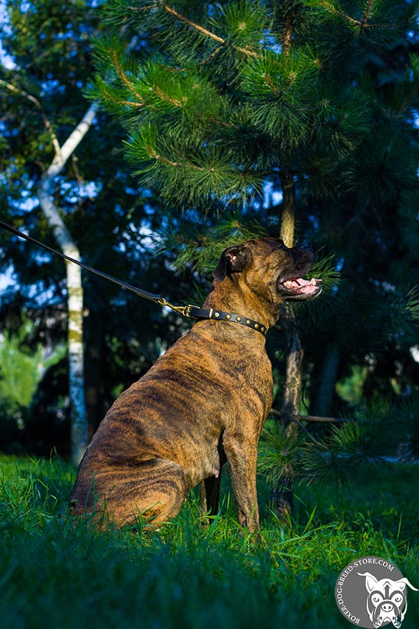 Comfortable Boxer collar with polished edges