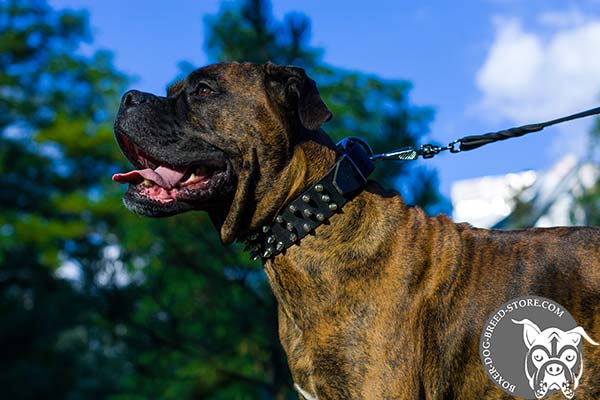 Leather Boxer collar with spikes