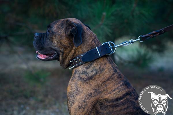 Stylish Boxer collar with spikes and studs