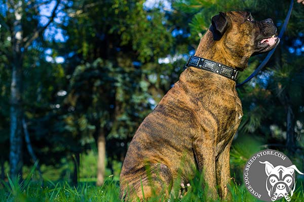 Totally safe Boxer collar