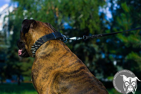 Leather Boxer collar with tough fittings