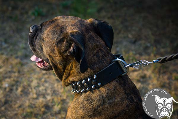 Leather Boxer collar with tough hardware