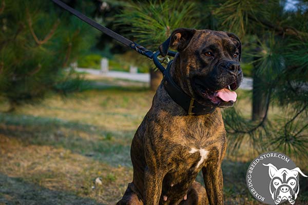 Durable two ply collar for Boxer