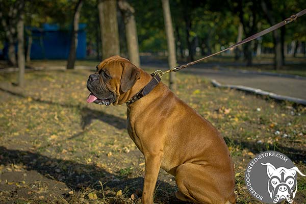 Leather Boxer collar for walking in style