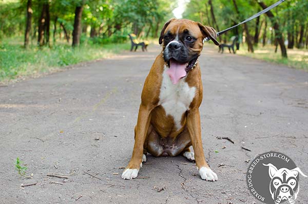 White Boxer collar for walking in style