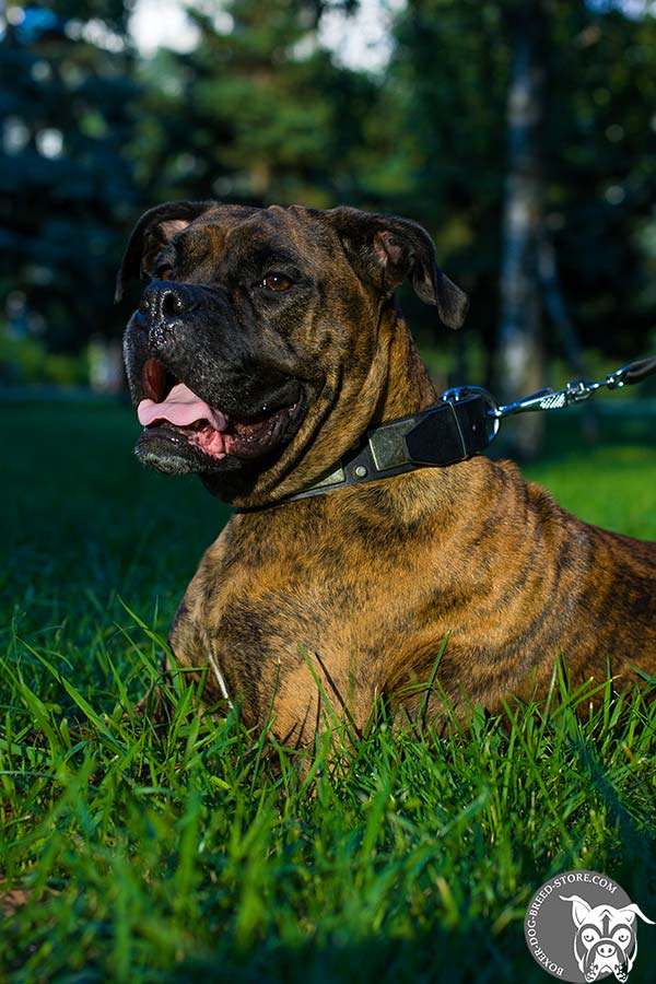 Well-made leather Boxer collar