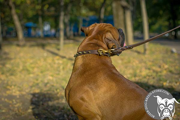 Leather Boxer collar with brass hardware