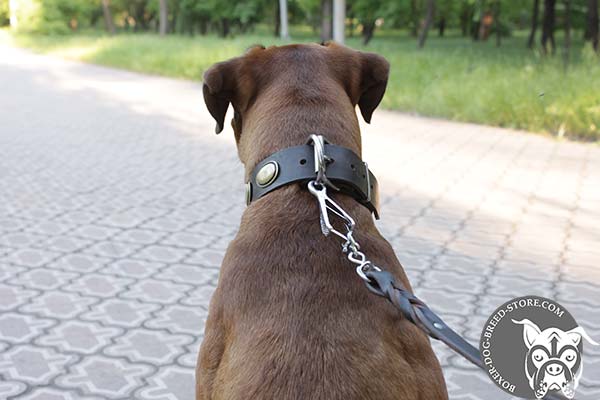 Leather Boxer collar with nickel plated buckle