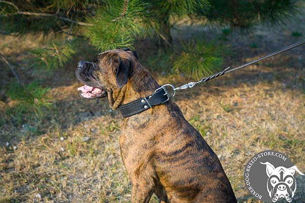 Leather Boxer collar with nickel plated buckle