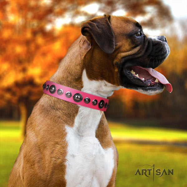 Boxer impressive full grain genuine leather collar with rust-proof fittings