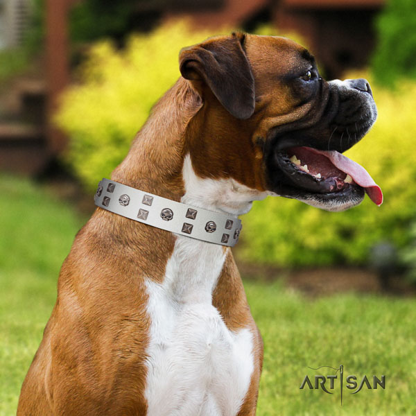 Boxer leather collar with strong buckle for everyday use