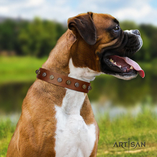 Boxer studded genuine leather dog collar for everyday use