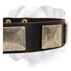 Practical Boxer collar