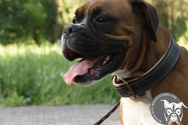 Boxer leather collar of high quality with riveted fittings   for daily walks