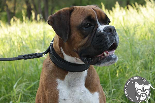 Boxer leather collar with corrosion resistant hardware for any activity