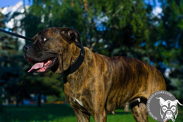 Boxer leather collar with corrosion resistant nickel plated hardware for walking