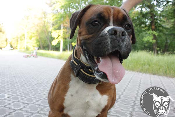 Boxer leather collar with rust-proof fittings for walking