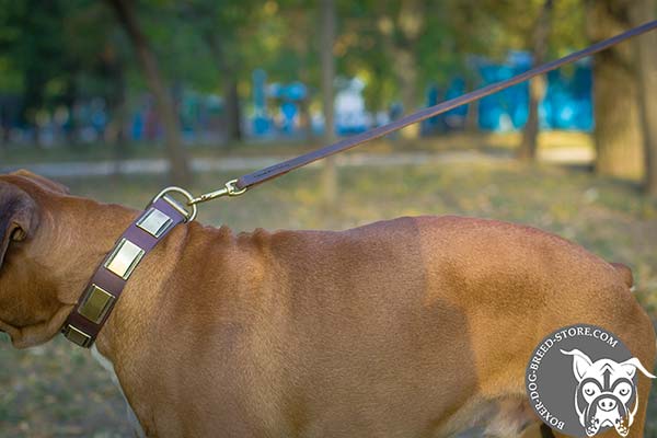 Boxer leather collar with corrosion resistant brass plated hardware for walking
