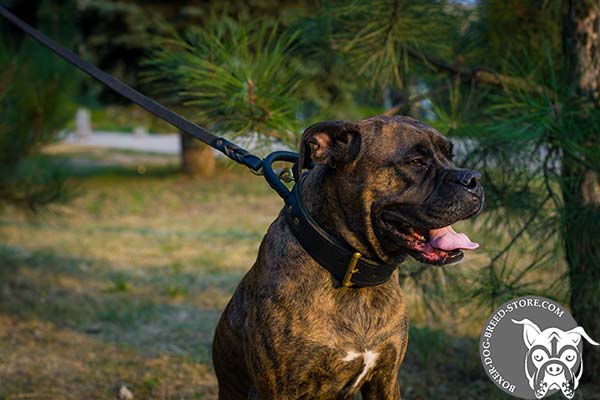 Boxer leather collar with rust-resistant hardware for daily walks