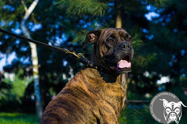 Boxer leather collar with elegant studs for walking