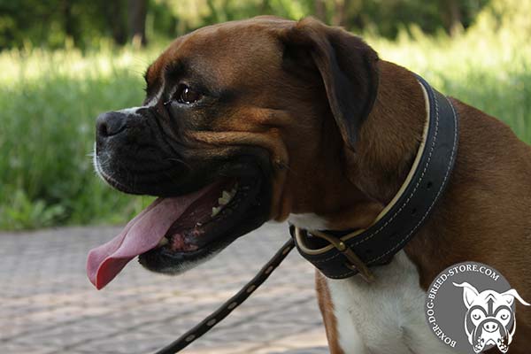 Boxer leather collar with rustless hardware for daily walks