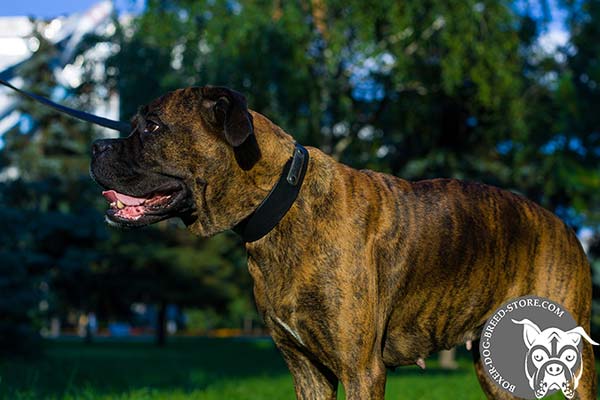 Boxer leather collar with strong hardware for walking