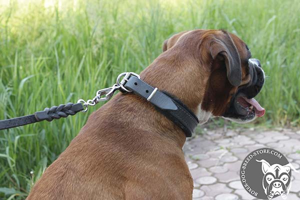 Boxer leather collar of high quality with d-ring for leash attachment for walking