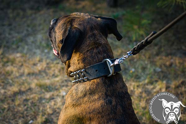 Boxer leather collar with reliable nickel plated hardware for stylish walks