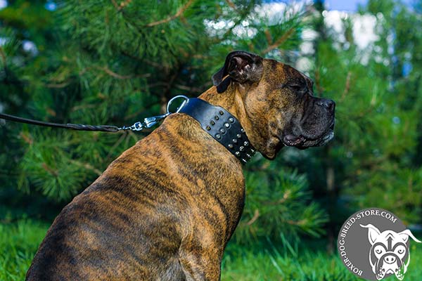 Boxer leather collar wide adorned with spikes and studs  for stylish walks