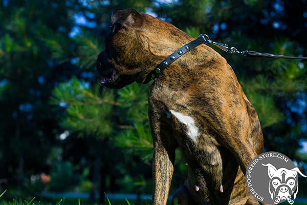 Boxer leather collar of high quality adorned with studs for walking